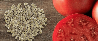 Как выбрать качественные семена помидоров
