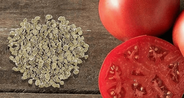 Как выбрать качественные семена помидоров